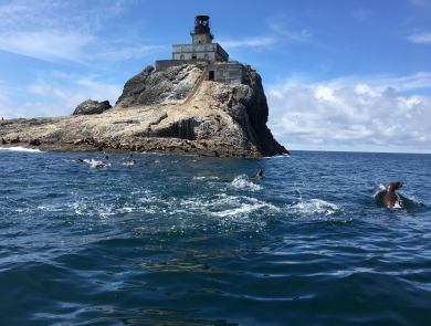 Steller sea lions off Oregon coast at Tillamook Rock