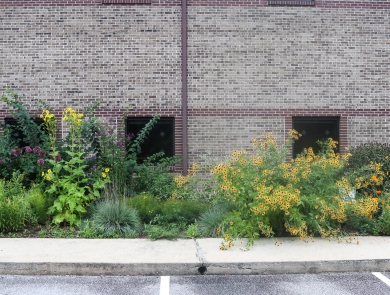 Flowering plants in front of an office building