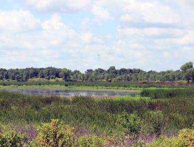 View of freshwater marsh.