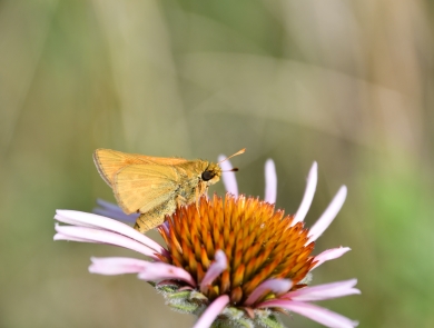 A Dakota skipper butterfly on a pink flower