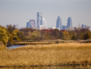 Looking out from golden marshes toward a city skyline