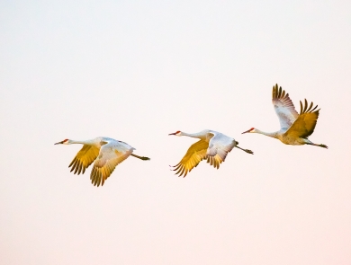Three sandhill crane in flight