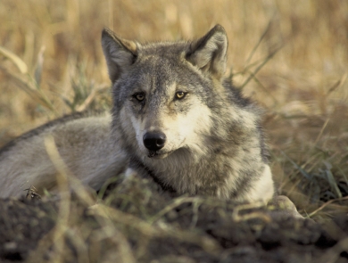 A gray wolf lays down in short grasses, with it's head up and looking quizzically at the camera.