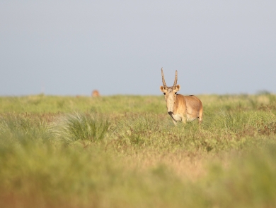 An adult male saiga antelope standing in a grassy area.