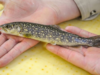 Juvenile Lake Trout