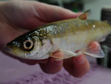 A biologist holds a male bloater fish