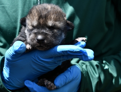A person wearing latex gloves holds a young Mexican wolf pup
