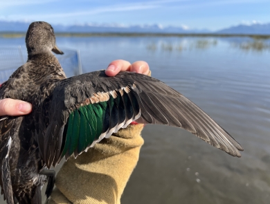 closeup of the wing of a green-winged teal