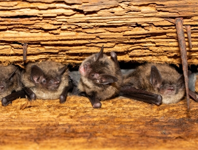 four bats are nestled between wooden rafters