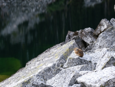 A small brown animal sits on gray rocks in front of a lake and mountain background