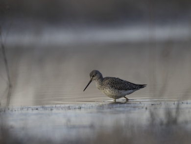 Buff-colored and white shorebird wades into wetland with waters in the distance