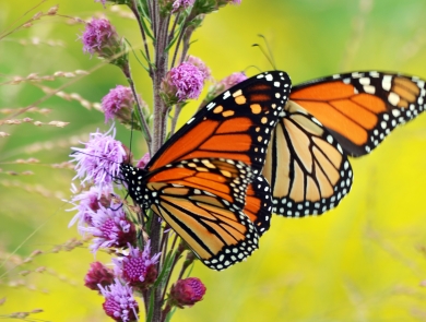 Two monarch butterflies sip nectar from a blooming blazing star plant