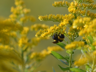 bee hanging on to yellow goldenrod