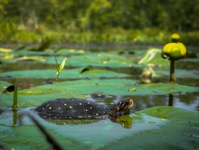 a dark turtle with small yellow spots swims in water with large green leaves and a large yellow flower bud, with blurred green plants in the background