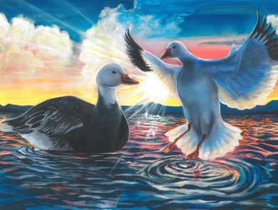 Snow geese on the water