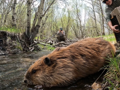 A beaver is seen close up in the foreground, a biologist holding a dog kennel is in the right side of the frame, and another biologist is in the background pointing a camera at the beaver.