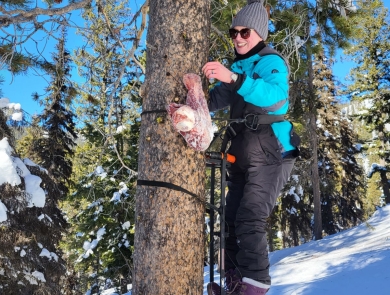 A person with winter clothes is seen climbing a tree in the winter attaching a piece of meat to the tree.