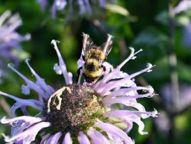 Rusty patched bumble bee on wild bergamot