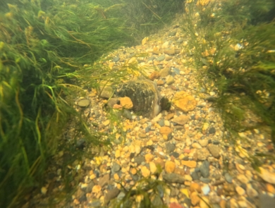 A freshwater mussel peaks above the substrate, surrounded by gravel and aquatic vegetation. 