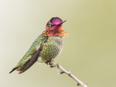 Anna's hummingbird perched in a tree