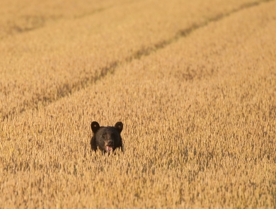 A black bear pokes its head out of a field of golden wheat.