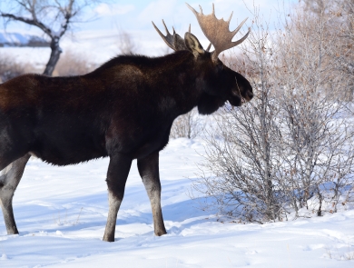 Bull moose nibbling on twigs in the snow