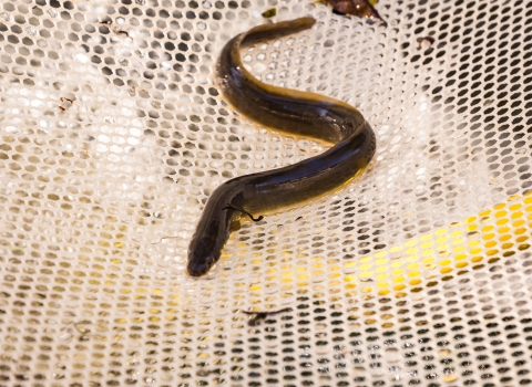 American Eel