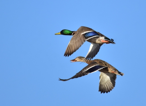 Mallards on Seedskadee National Wildlife Refuge