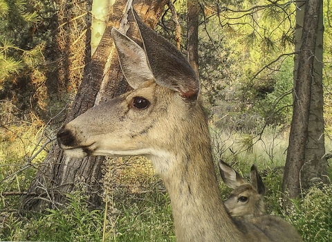 A deer and fawn appear close up, with ears raised, on a remote-action trail camera at Klamath Marshal National Wildlife Refuge in Oregon.