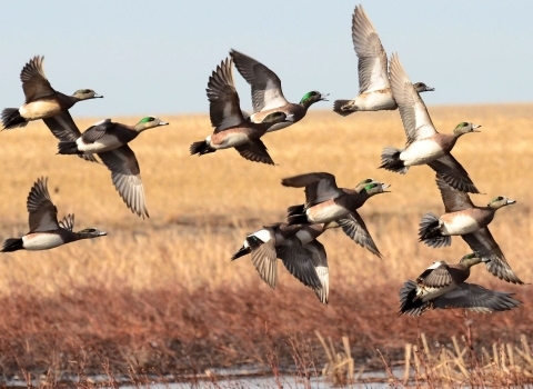 A dozen brown, gray and white ducks flying low over brown grassland with water running through it