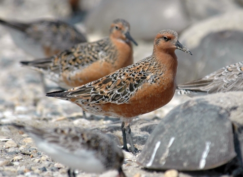 Two brown-and-black birds on standing on a rocky surface