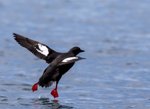 a seabird taking off from water.