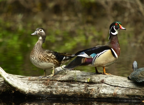 An image of a wood duck pair sitting on a log beside a turtle.