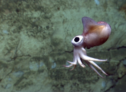a bobtail squid with large black eyes floats in front of a rock face