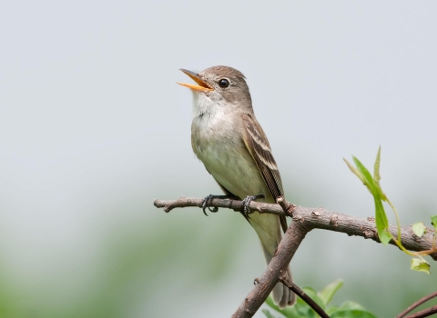 Southwestern Willow Flycatcher singing on a branch