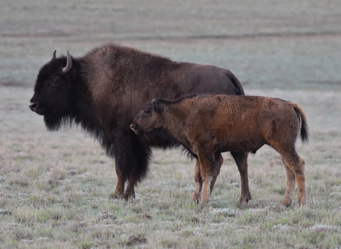 An adult bison and a juvenile bison stand side by side.