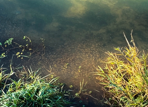 Chinook salmon fry juvenile fish in murky green-brown water with vegetation on both sides.