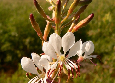Close up of a Colorado butterfly plant. 