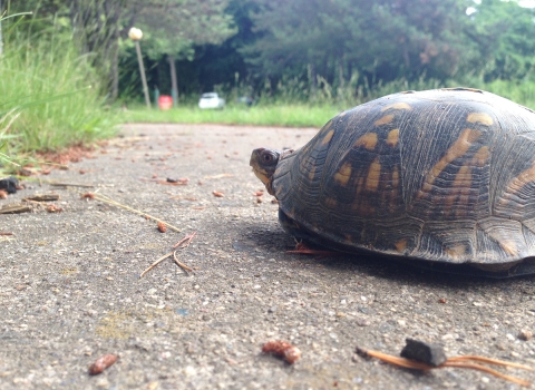 Eastern Box Turtle