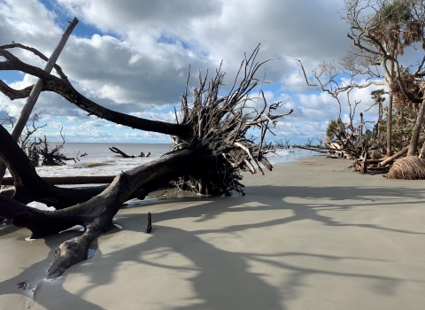 Toppled and uprooted large tree lays over sand on the forefront At a distance, more driftwood poke out of the water with the Atlantic Ocean as backdrop and a cloudy sky blanketing overhead..