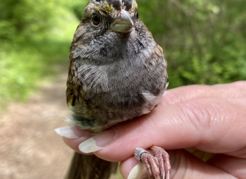 White throated sparrow with band band