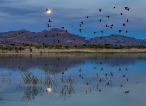 Birds fly over desert wetland with mountains in background.