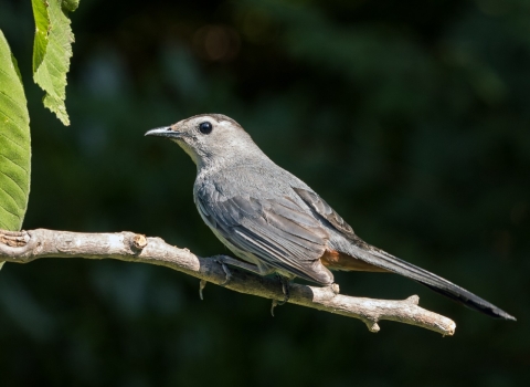 a gray bird perched on a tree limb next to green leaves