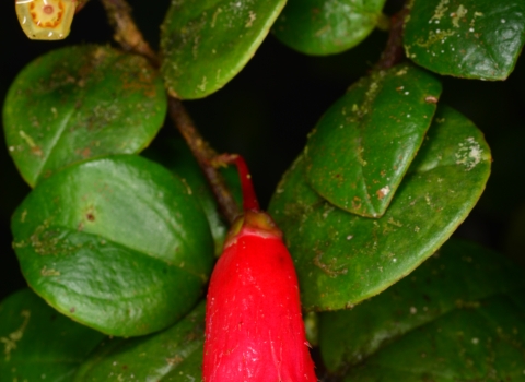 red flowering plant with green leaves