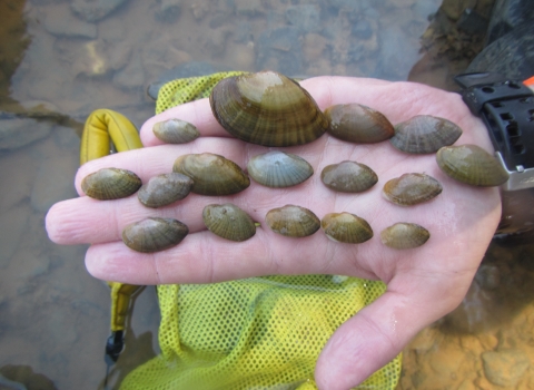 various sized mussel shells on biologist’s hand above water.