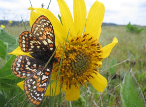 A Taylor's checkerspot butterfly on a yellow flower in a prairie