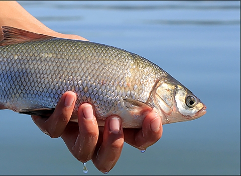 a person holds a silver freshwater fish called a clear lake hitch. The fish is about a 12 inches.