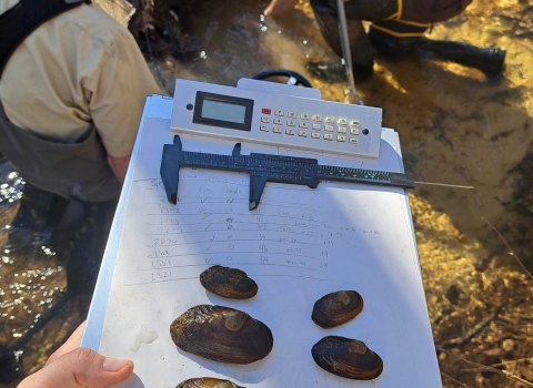 Juvenile Louisiana Pearlshell Mussels being measured after capture during monitoring. 