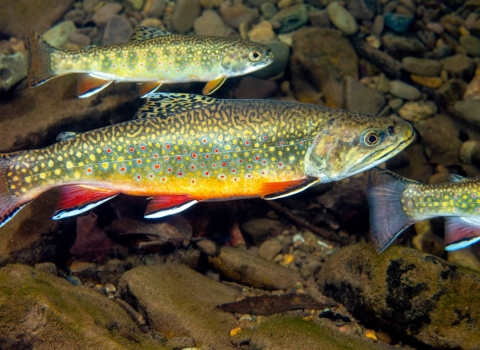 A swimming eastern brook trout, a colorful fish with red fins along a yellow belly, and yellow and red spots on its olive green body.