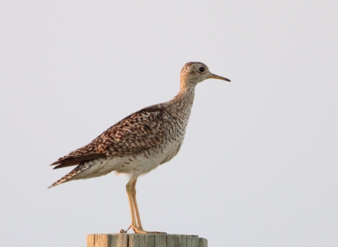 Upland Sandpiper